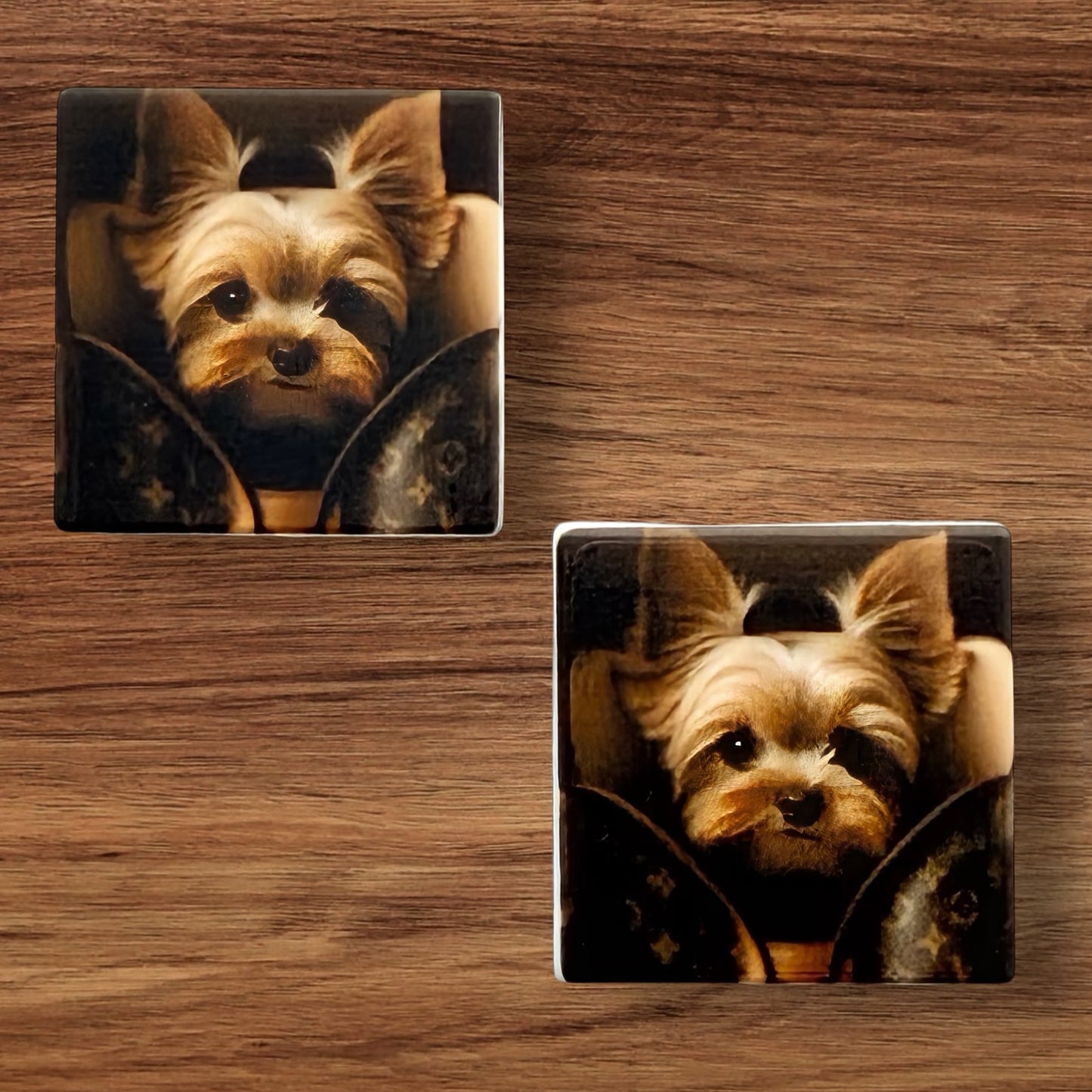 Designer Yorkie Focal