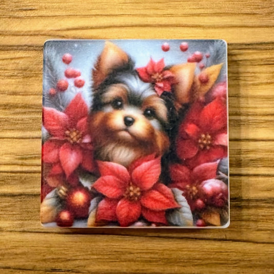 Yorkie In Poinsettia’s Focal