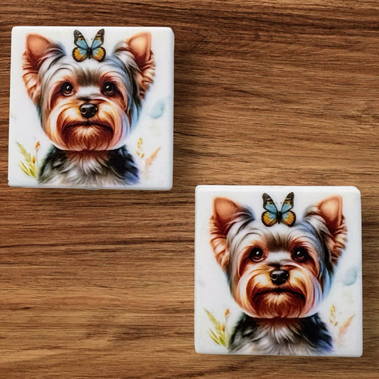 Yorkie Focal