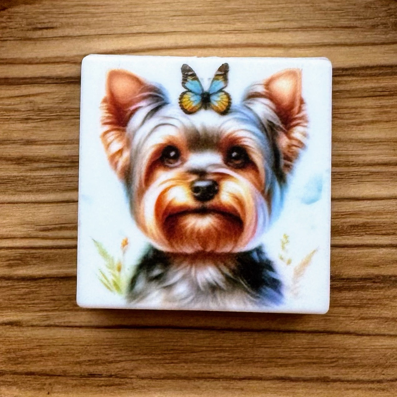 Yorkie Focal